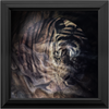 Xrossing Tiger x Frame