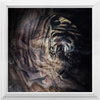 Xrossing Tiger x Frame