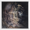 Xrossing Tiger x Strukture