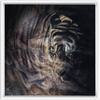 Xrossing Tiger x Strukture