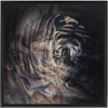 Xrossing Tiger x Strukture