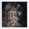 Xrossing Tiger x Strukture